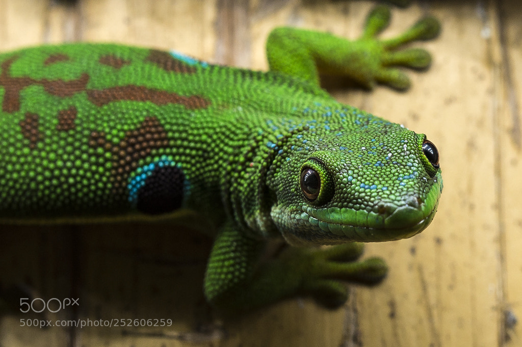 Nikon D7200 sample photo. Phelsuma quadriocellata photography