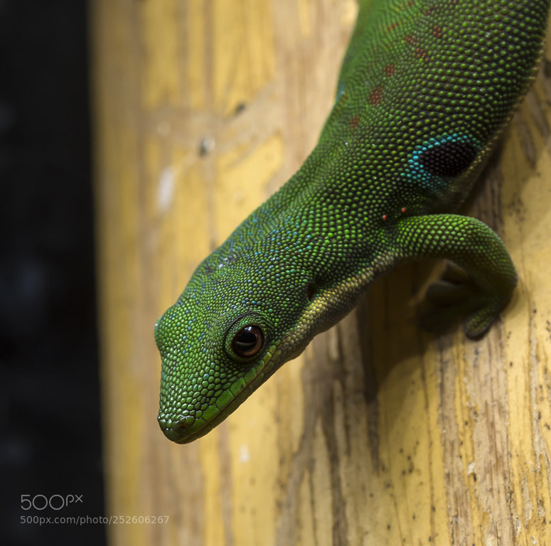 Nikon D7200 sample photo. Phelsuma quadriocellata photography