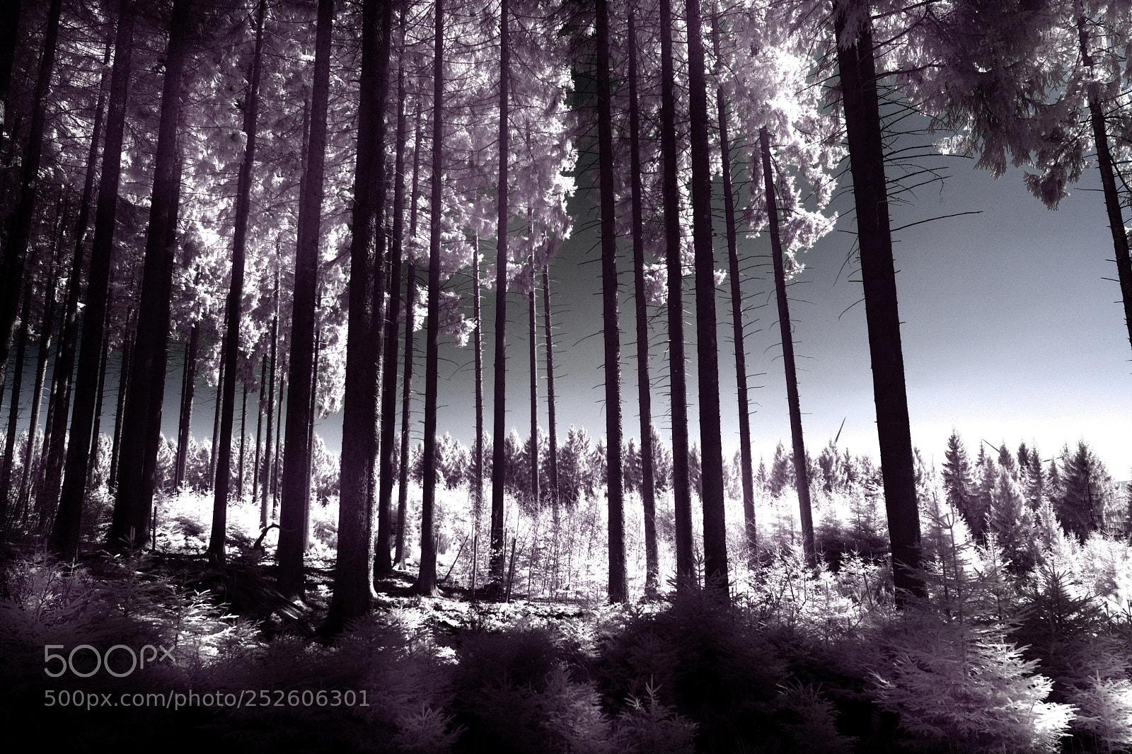 Nikon D7100 sample photo. Infrared forest photography