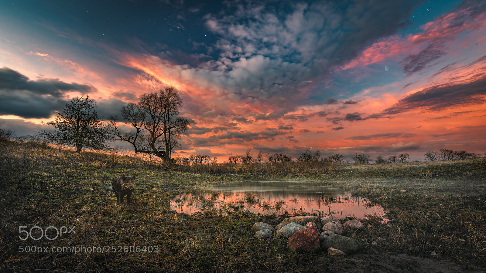 Nikon D810 sample photo. Wildleben photography