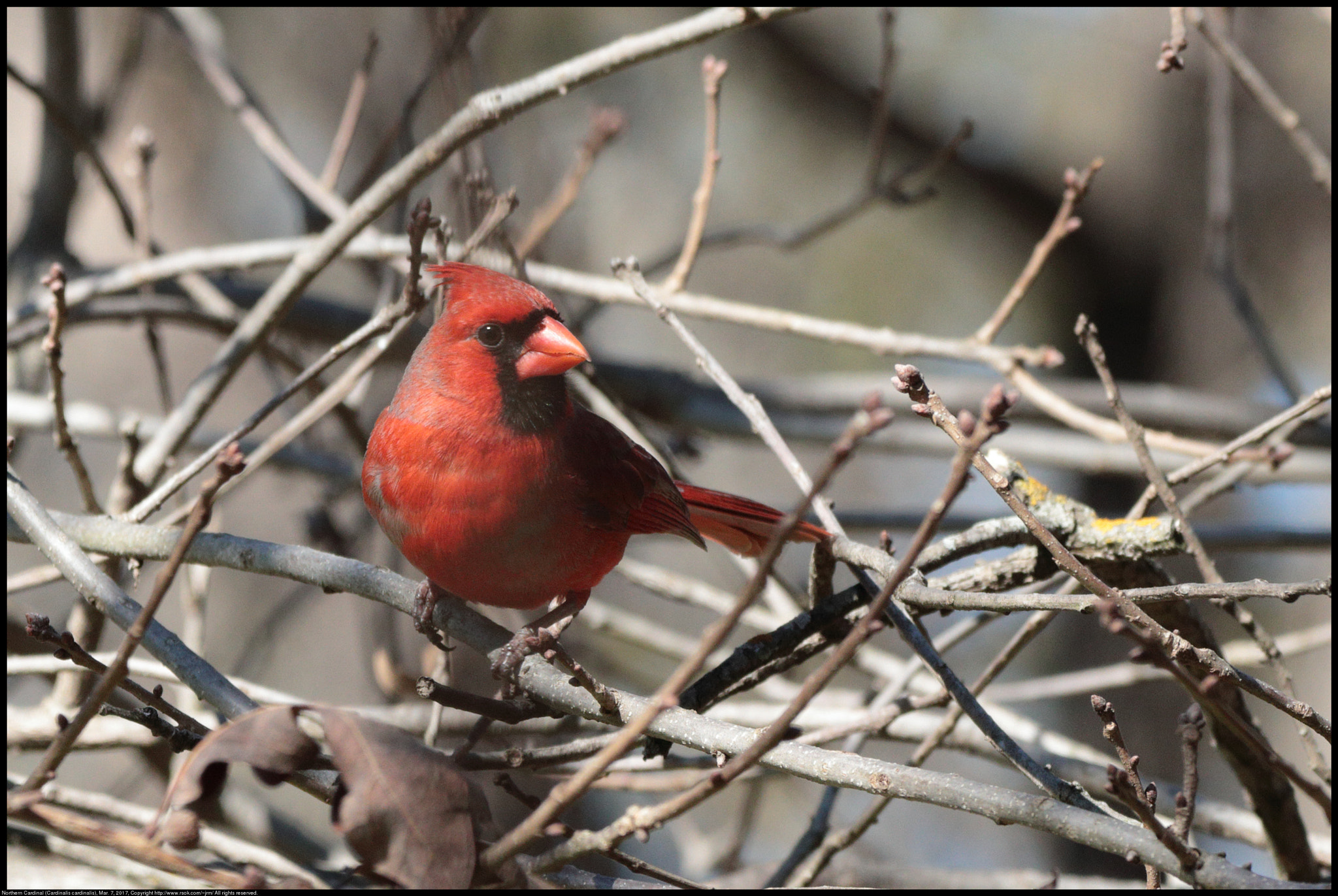 Canon EF 70-300 F4-5.6 IS II USM sample photo. Northern cardinal photography