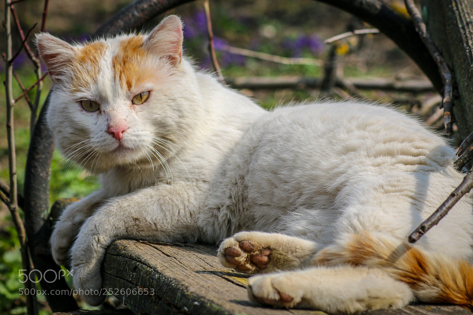 Canon EOS 70D sample photo. Untitled photography