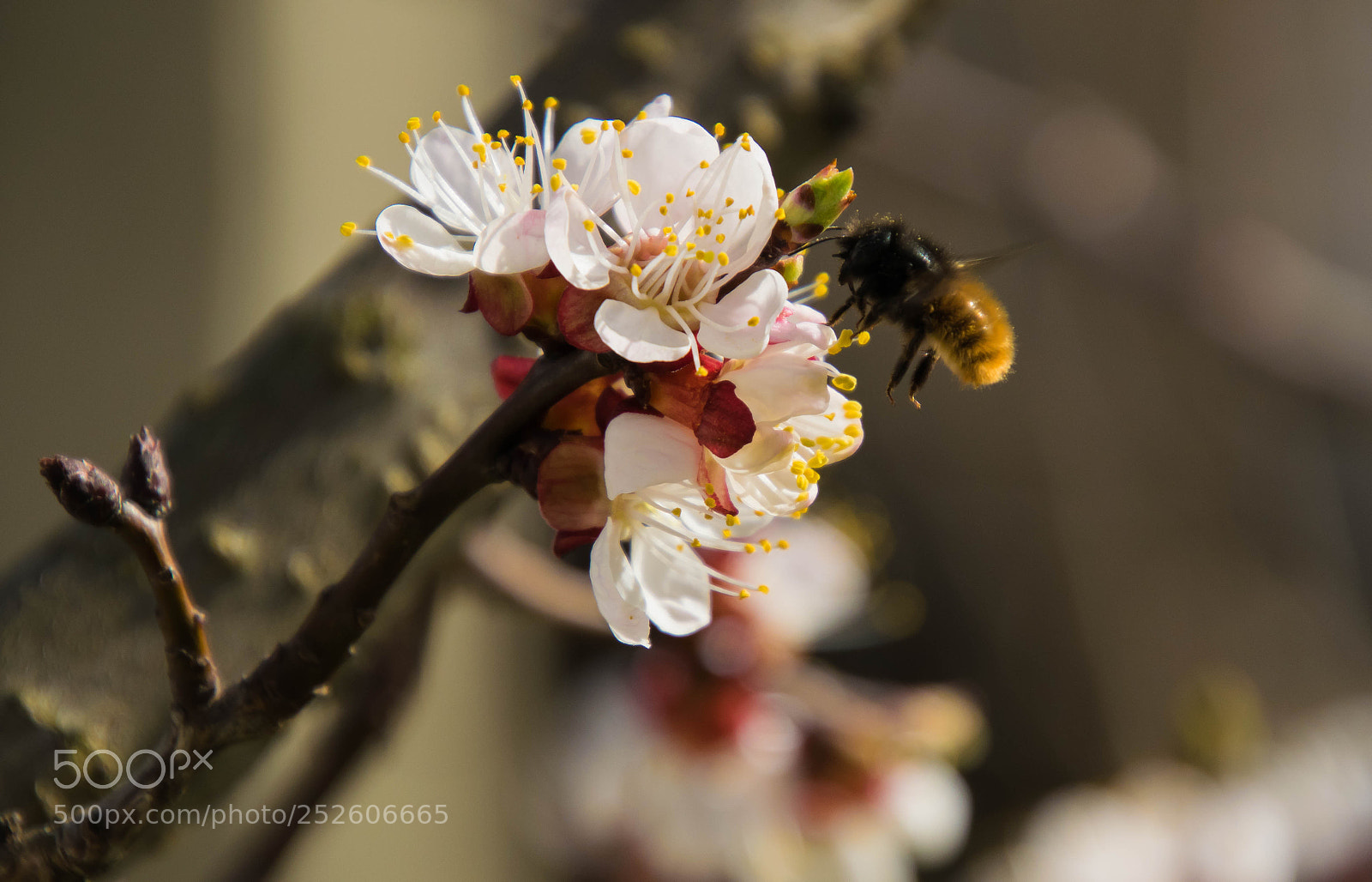 Nikon D5300 sample photo. Springtime photography