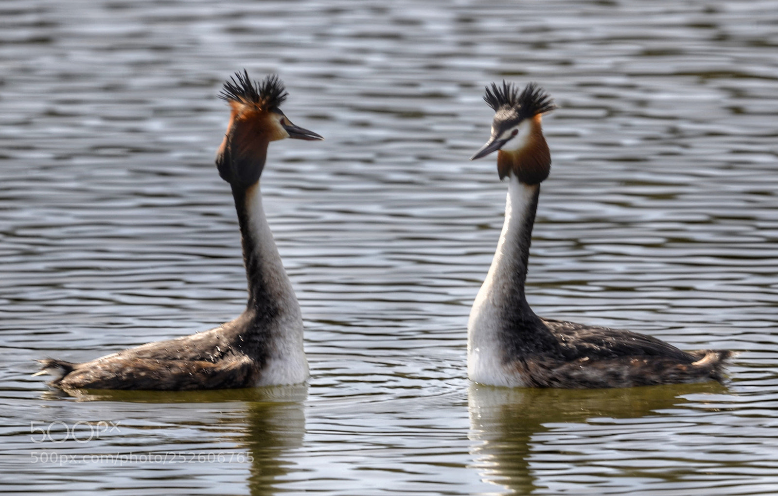 Nikon D7000 sample photo. Great crested grebe courtship photography