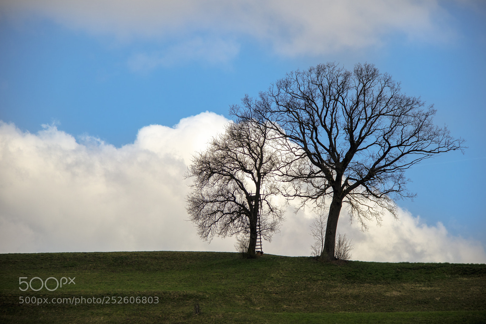 Canon EOS M6 sample photo. Trees photography