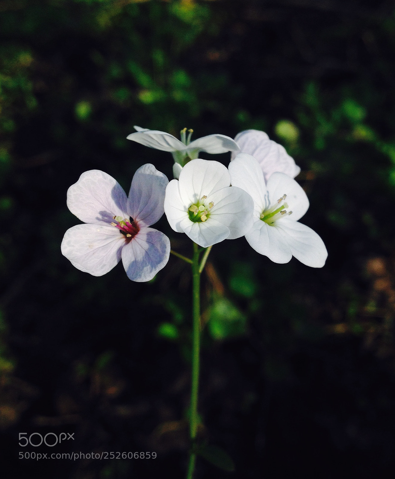 Apple iPhone 4S sample photo. Untitled photography