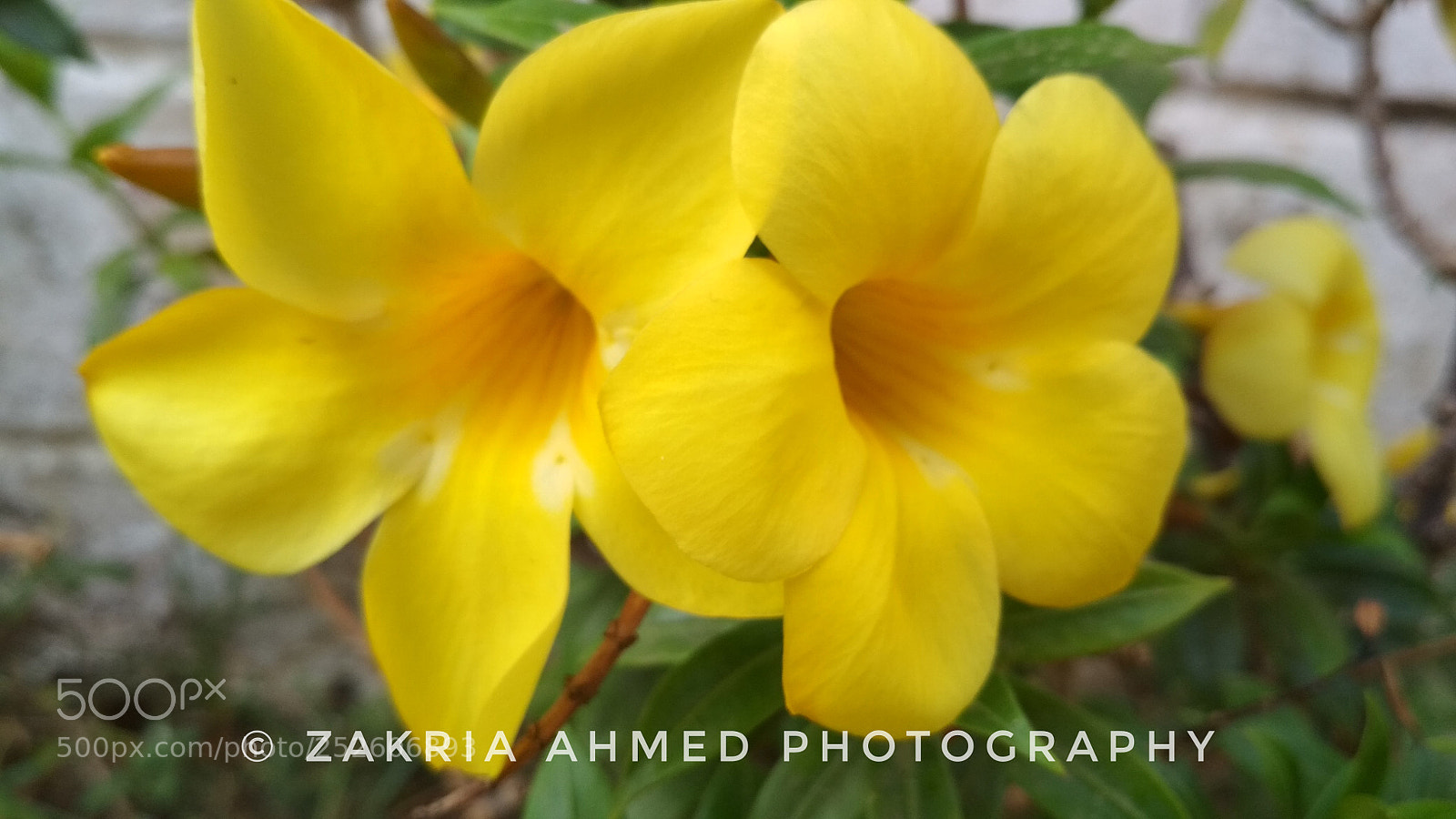 Xiaomi Redmi 4X sample photo. Stella d' oro daylily. photography