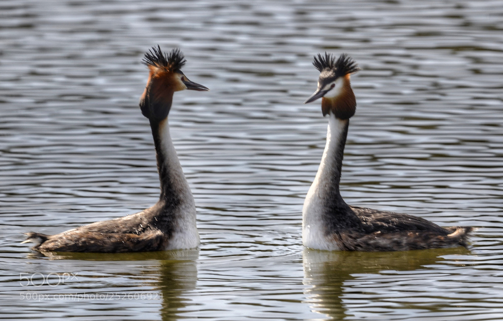 Nikon D7000 sample photo. Great crested grebe courtship photography