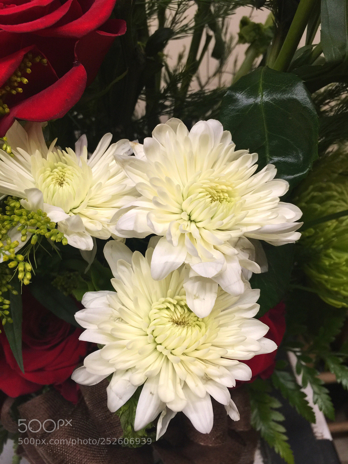 Apple iPhone 6 Plus sample photo. Today’s flower  photography
