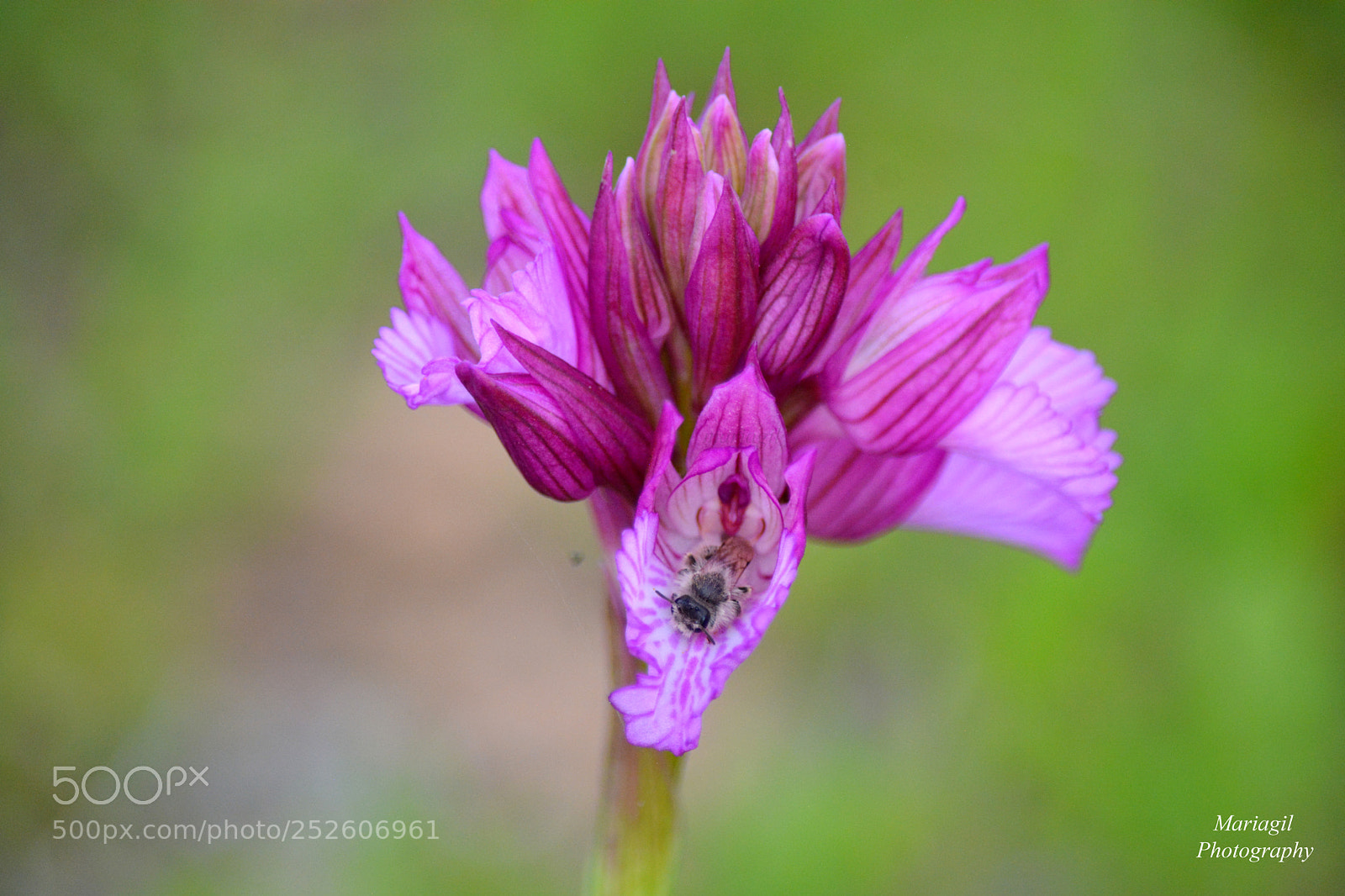 Nikon D5200 sample photo. Orquidea photography
