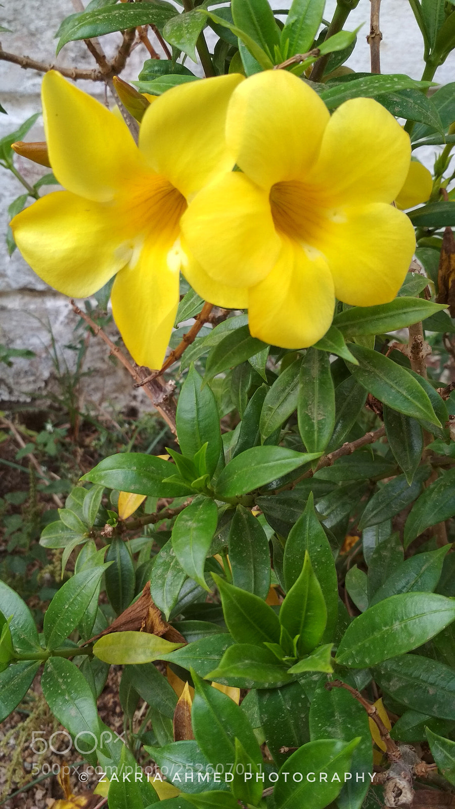 Xiaomi Redmi 4X sample photo. Stella d' oro daylily. photography