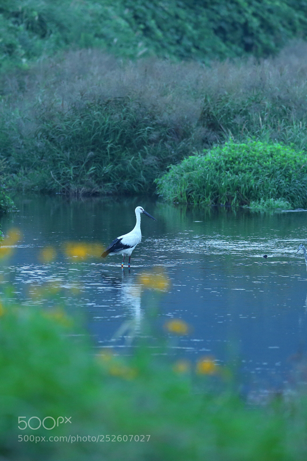 Canon EOS-1D X sample photo. こうのとり oriental white stork  photography