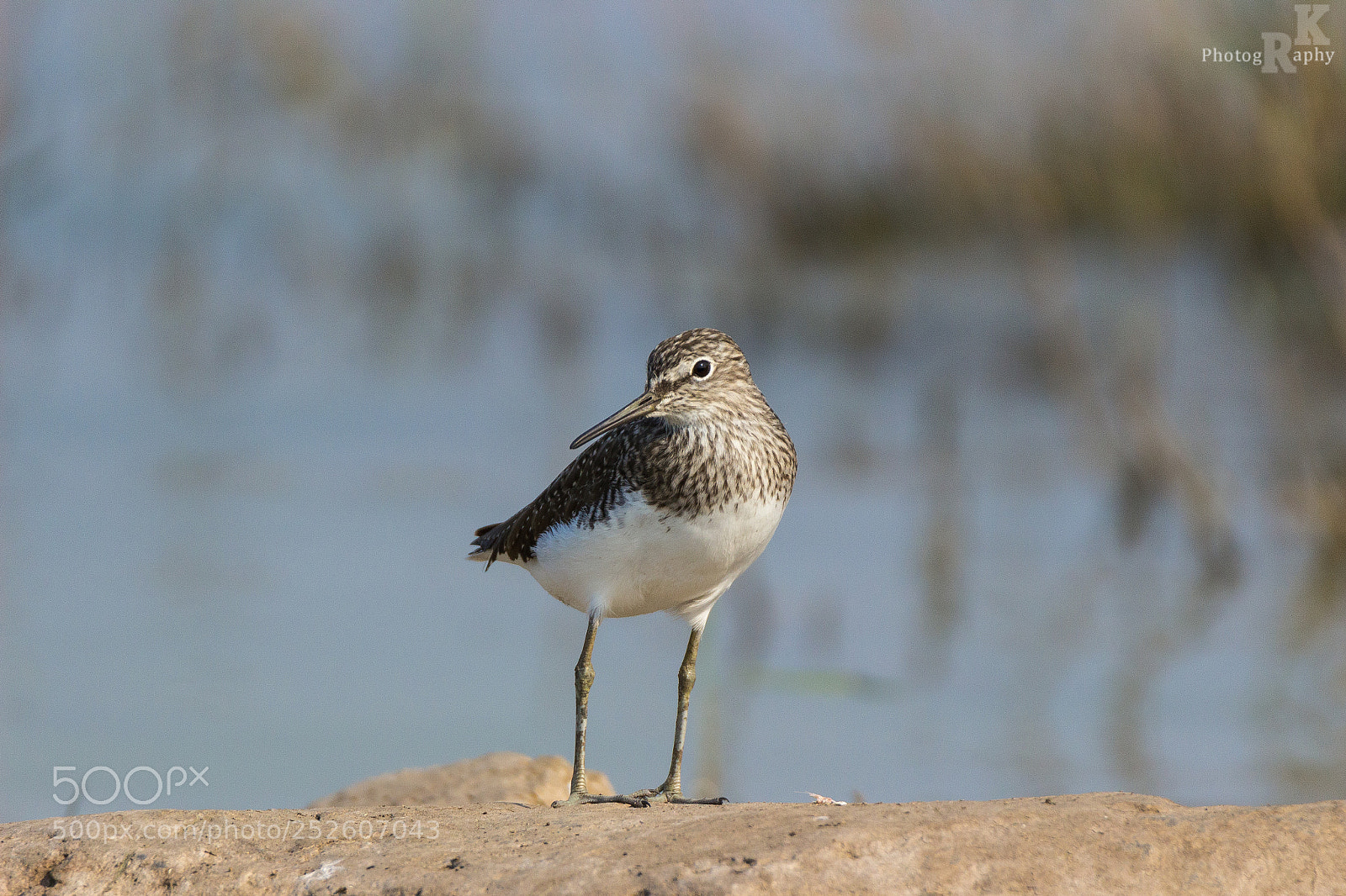 Canon EOS 600D (Rebel EOS T3i / EOS Kiss X5) sample photo. Common sandpiper photography