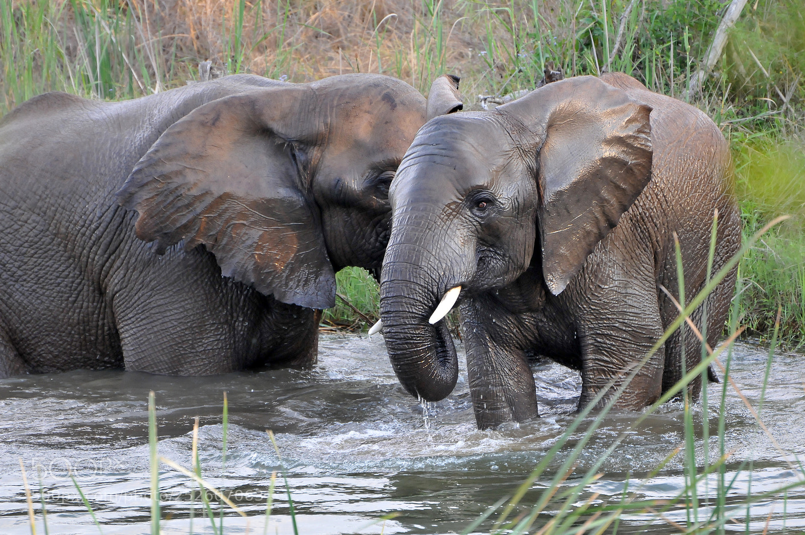 Nikon D300 sample photo. Two elephants photography