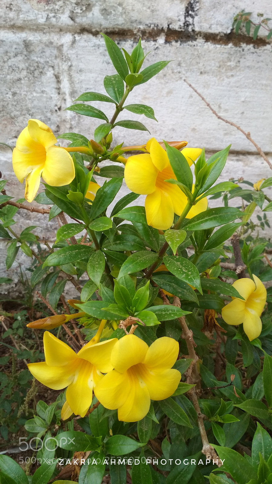 Xiaomi Redmi 4X sample photo. Stella d' oro daylily. photography