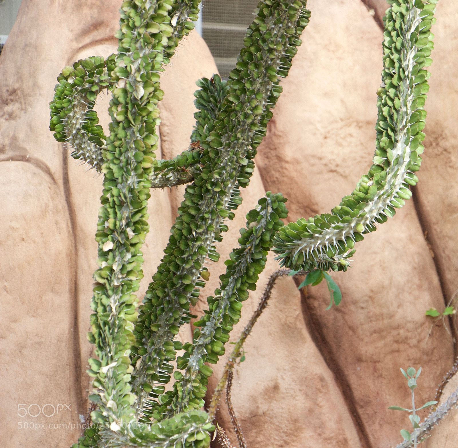 Canon EOS 600D (Rebel EOS T3i / EOS Kiss X5) sample photo. Cactus photography