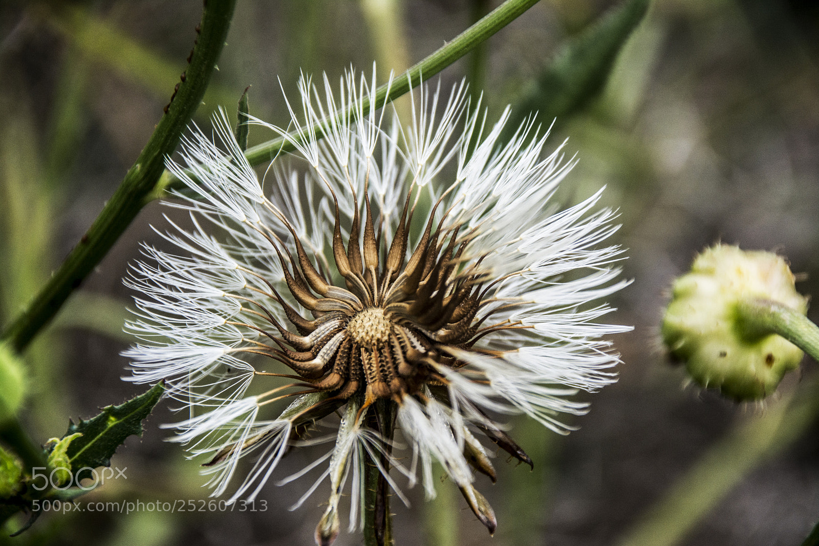 Nikon D7100 sample photo. Art of nature. photography