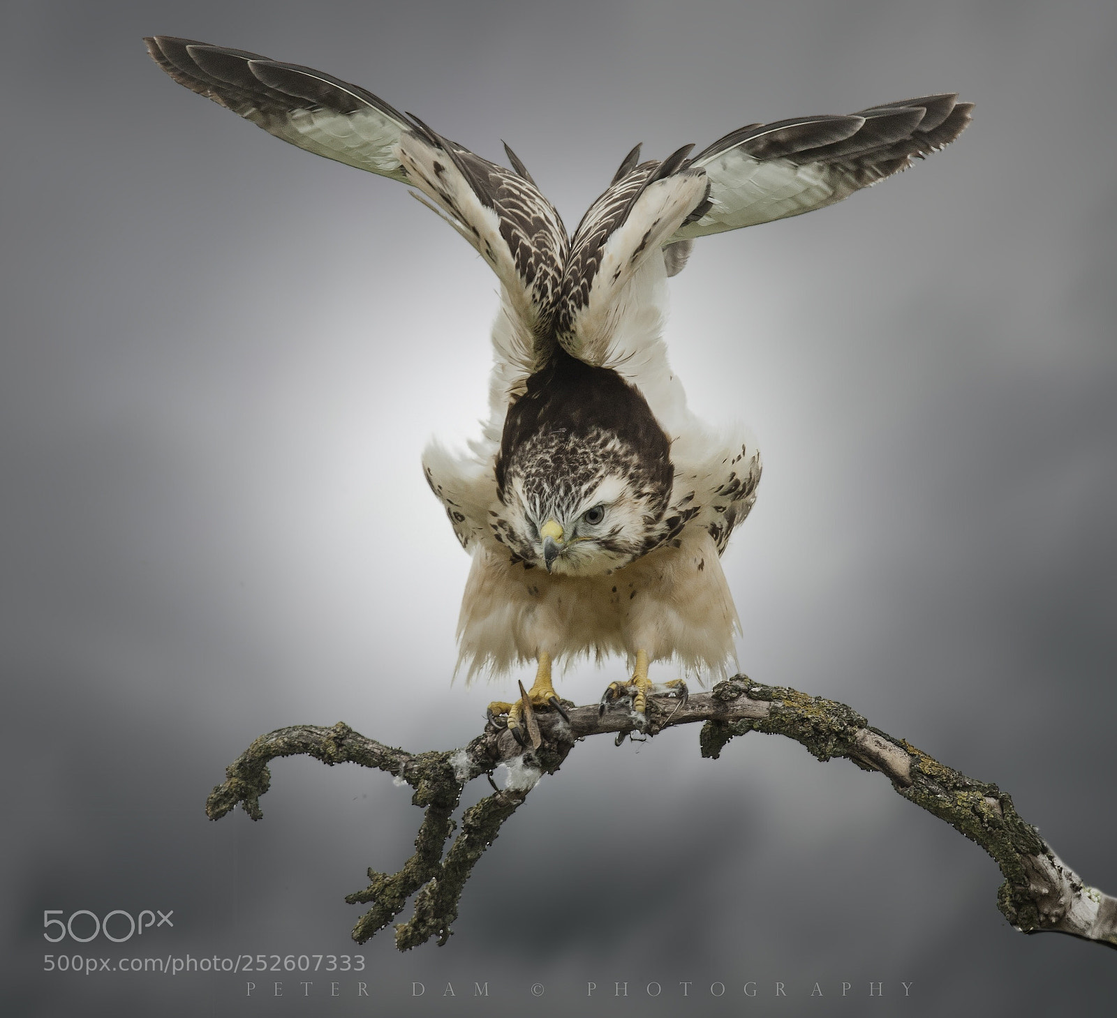 Canon EOS-1D Mark III sample photo. Wing-stretching photography