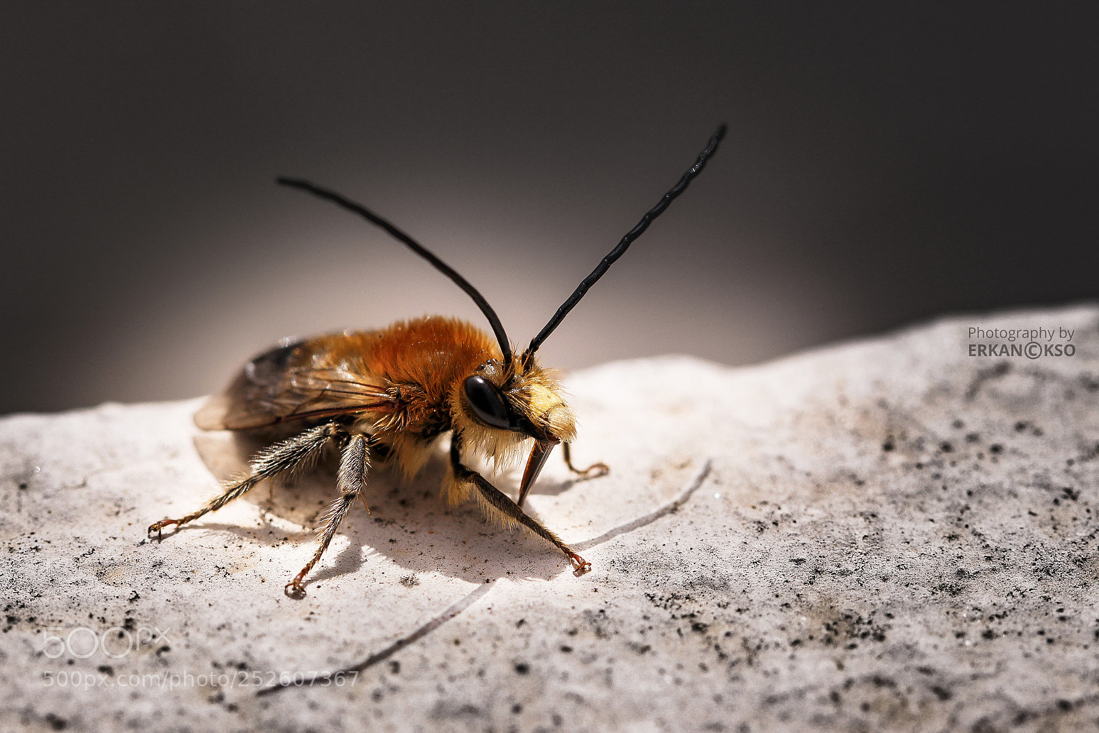 Canon EOS 650D (EOS Rebel T4i / EOS Kiss X6i) sample photo. Bee photography