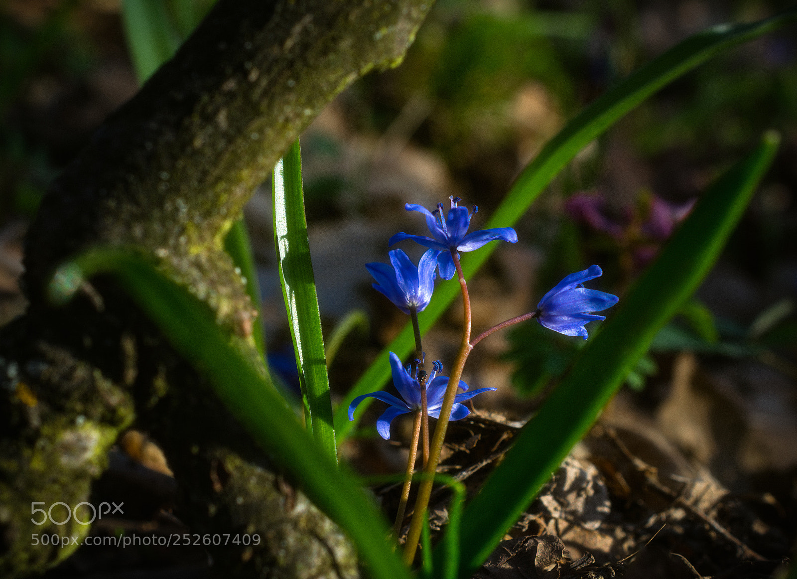 Nikon D5200 sample photo. Nature´s framed masterpiece photography