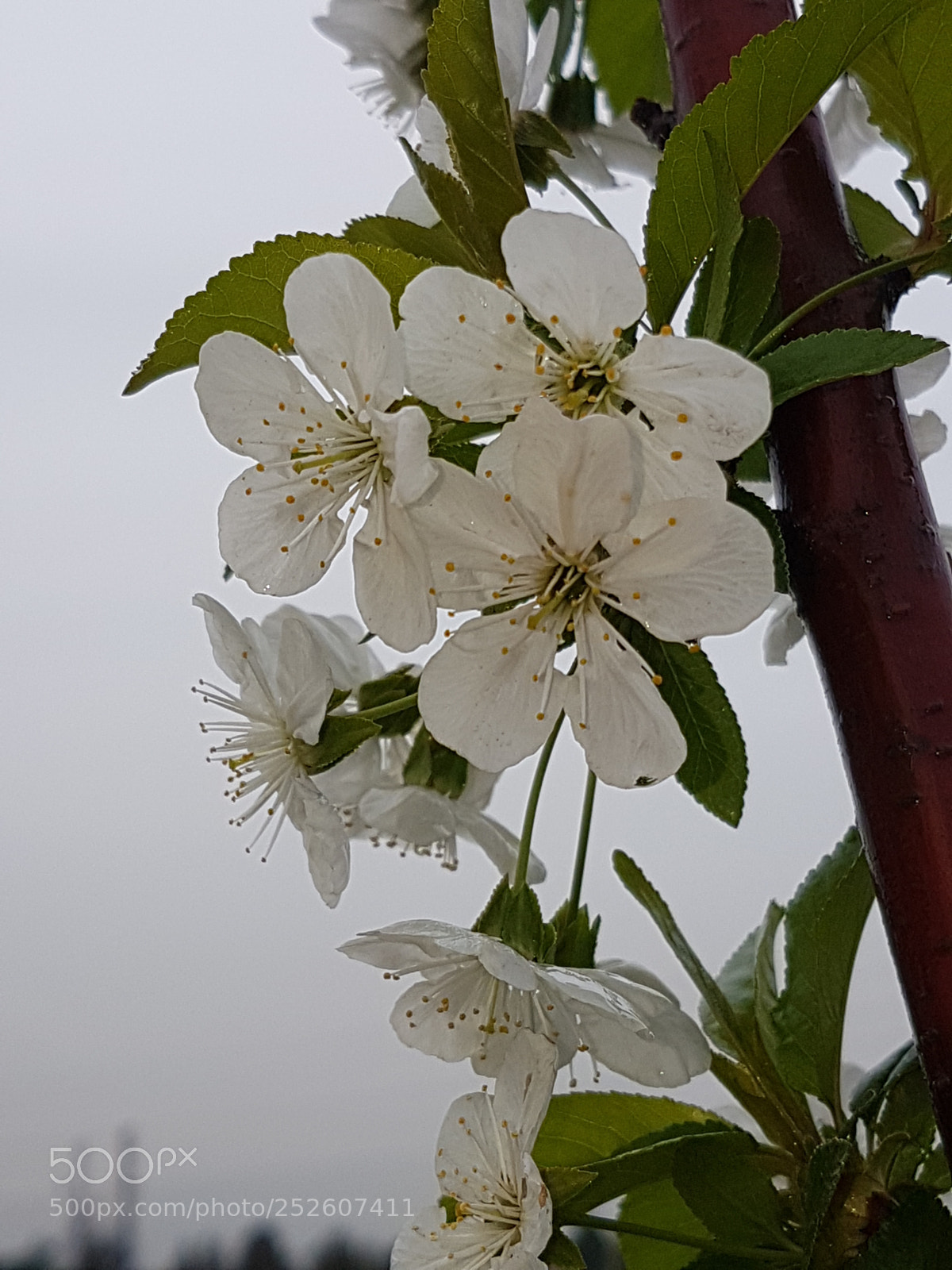 Samsung Galaxy S7 Edge sample photo. Untitled photography