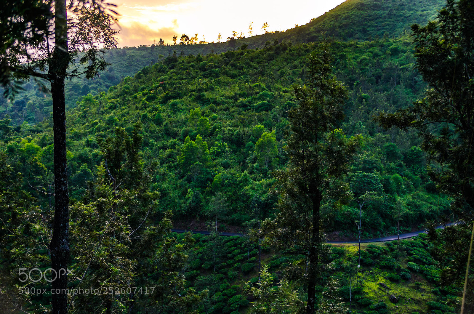 Pentax K-5 sample photo. Road thro the forest photography