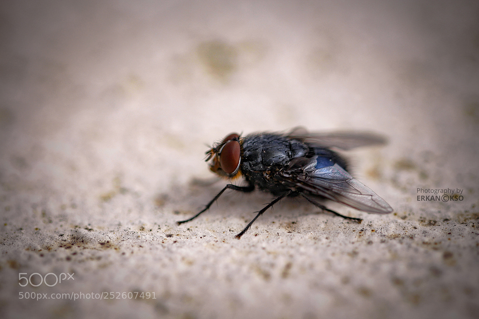 Canon EOS 650D (EOS Rebel T4i / EOS Kiss X6i) sample photo. Fly photography