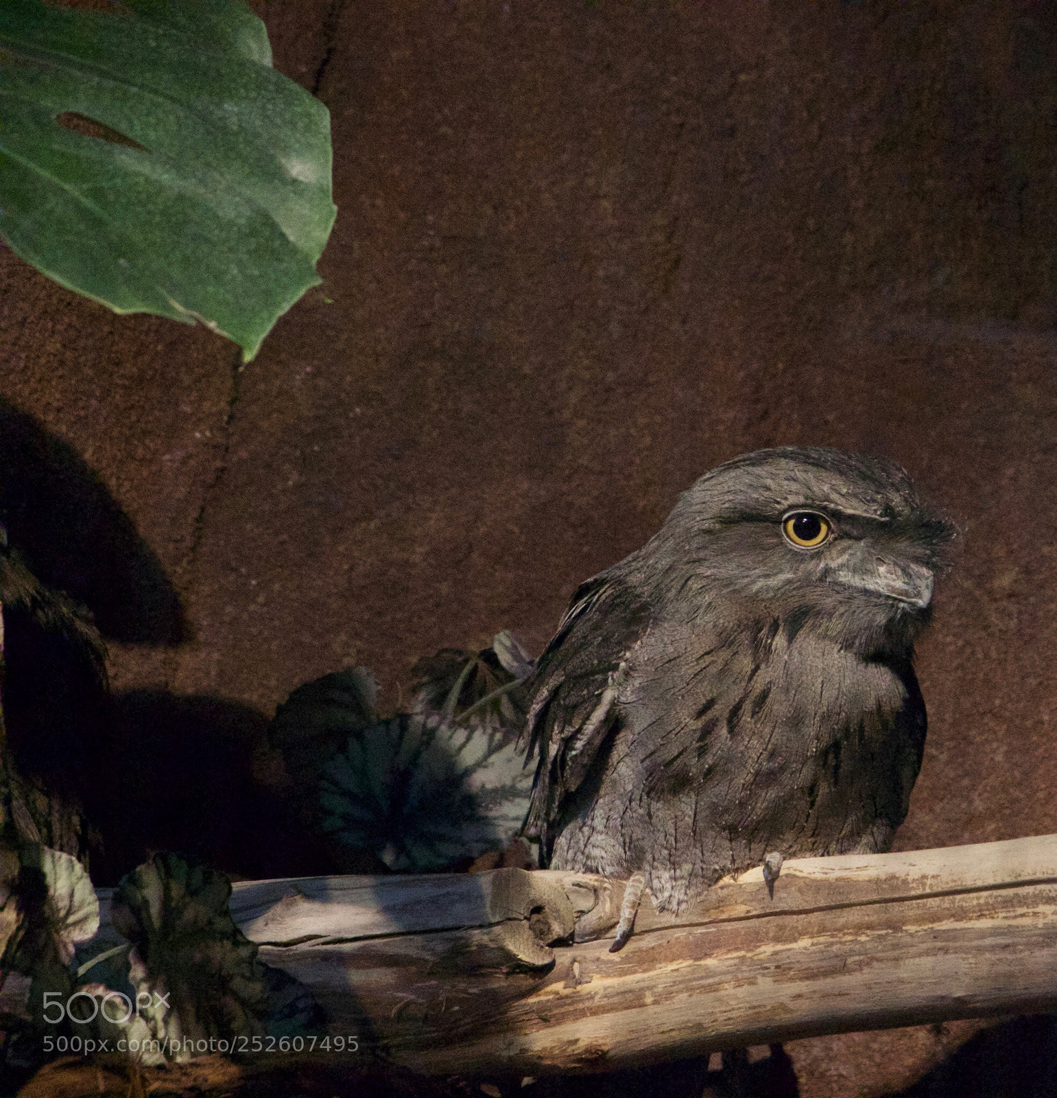 Canon EOS 600D (Rebel EOS T3i / EOS Kiss X5) sample photo. Watching you. photography