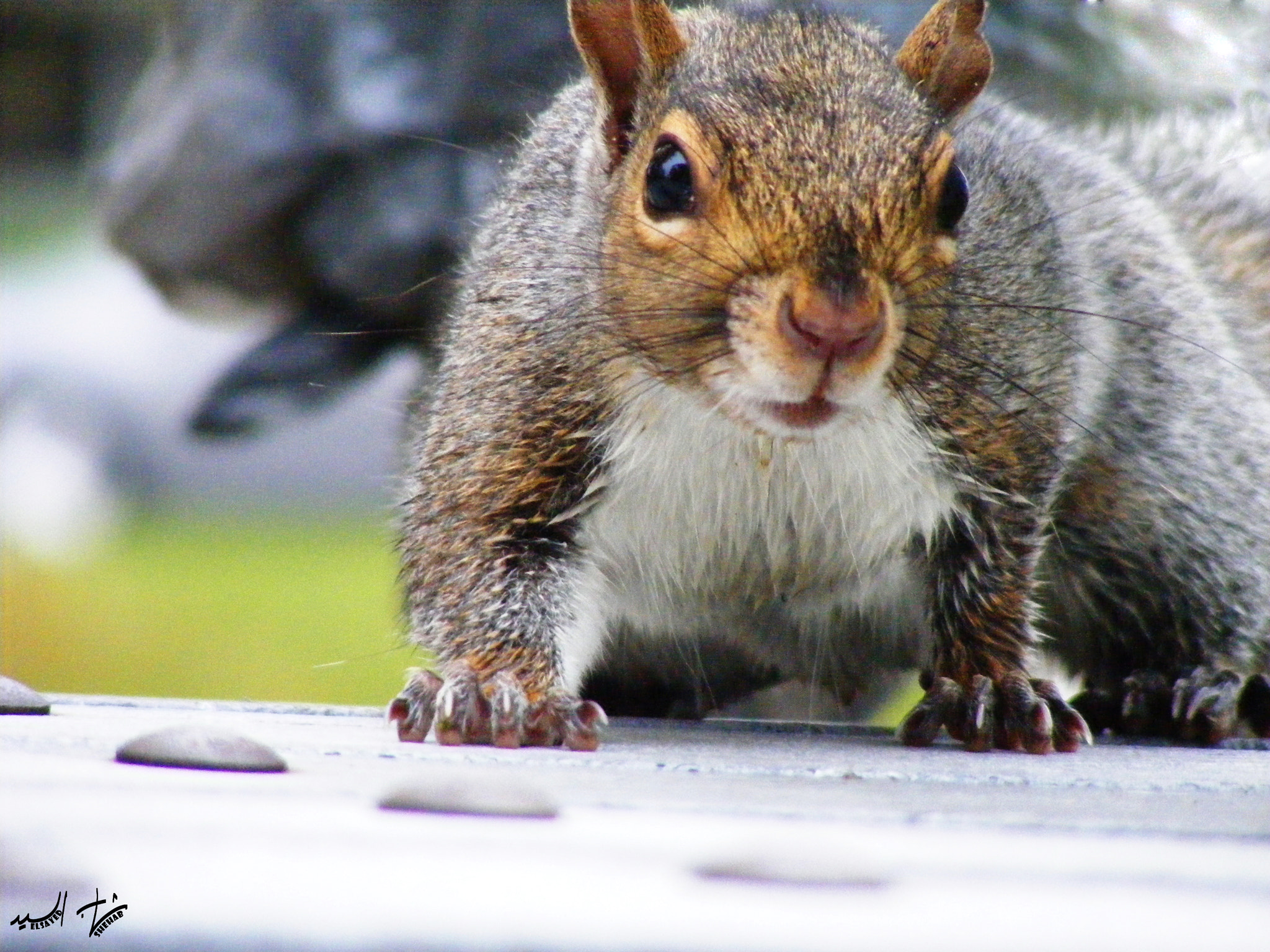 Fujifilm FinePix S5700 S700 sample photo. Post-rain squirrel photography