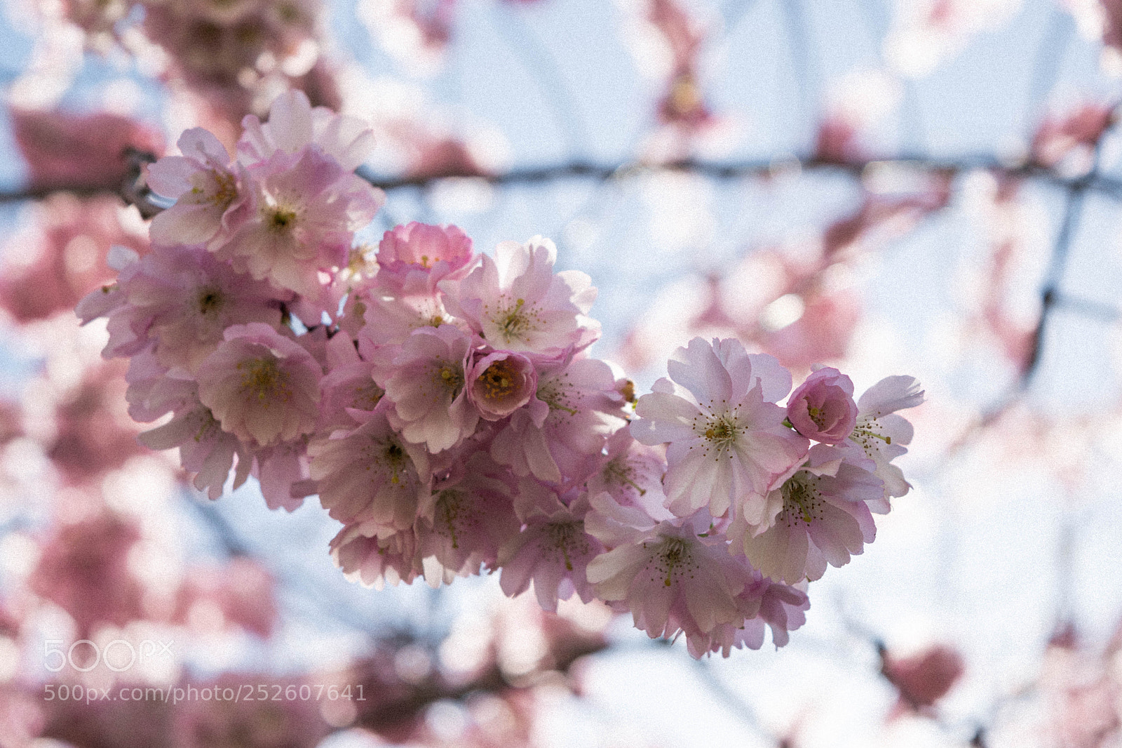 Nikon D3300 sample photo. Give me flowers and photography