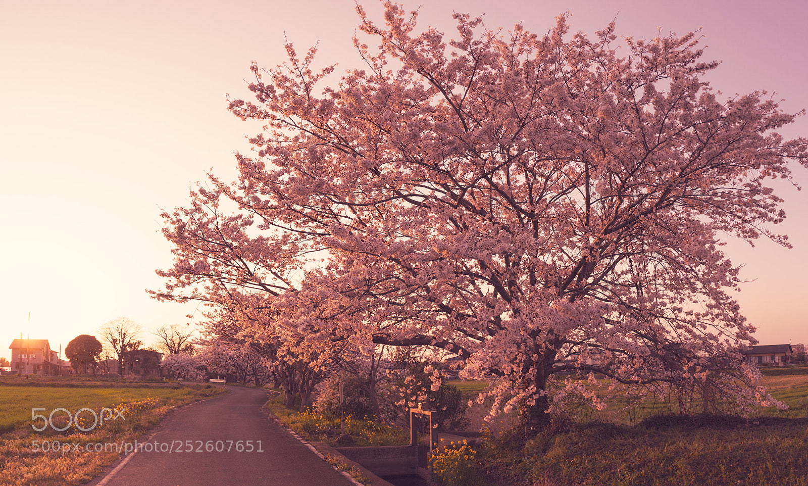 Nikon D7100 sample photo. Japanese country roadside's cherry photography