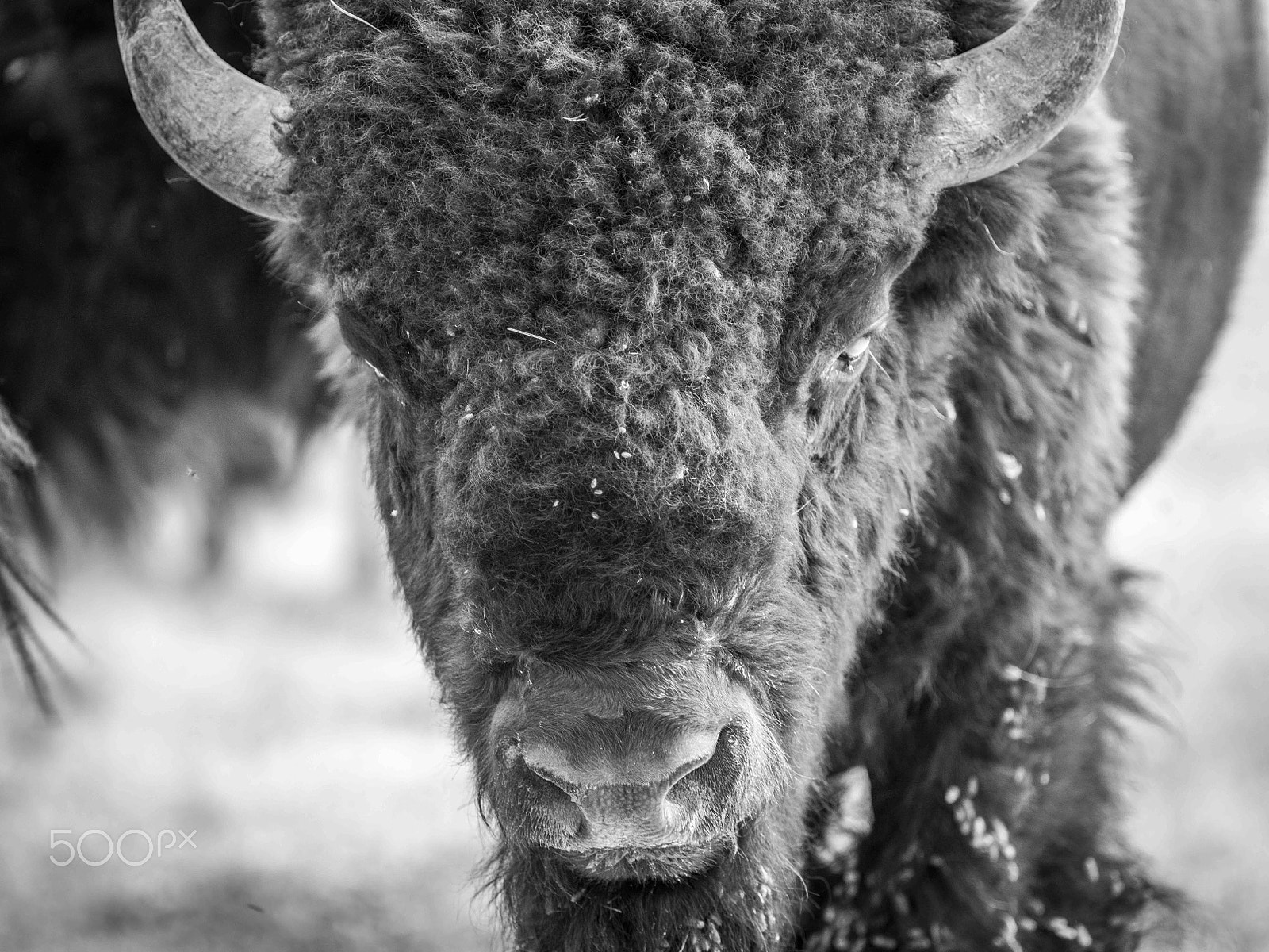 Pentax 645Z sample photo. Yellowstone national park, usa photography