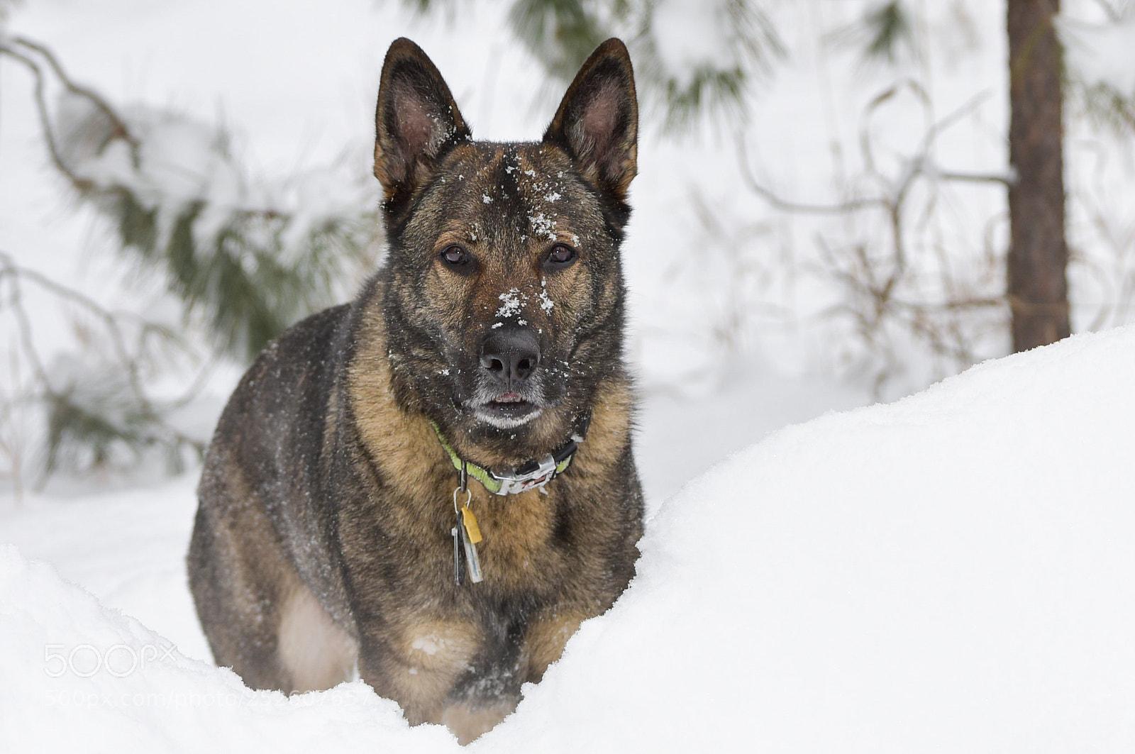 Nikon D810 sample photo. Atlas is seriously cold photography