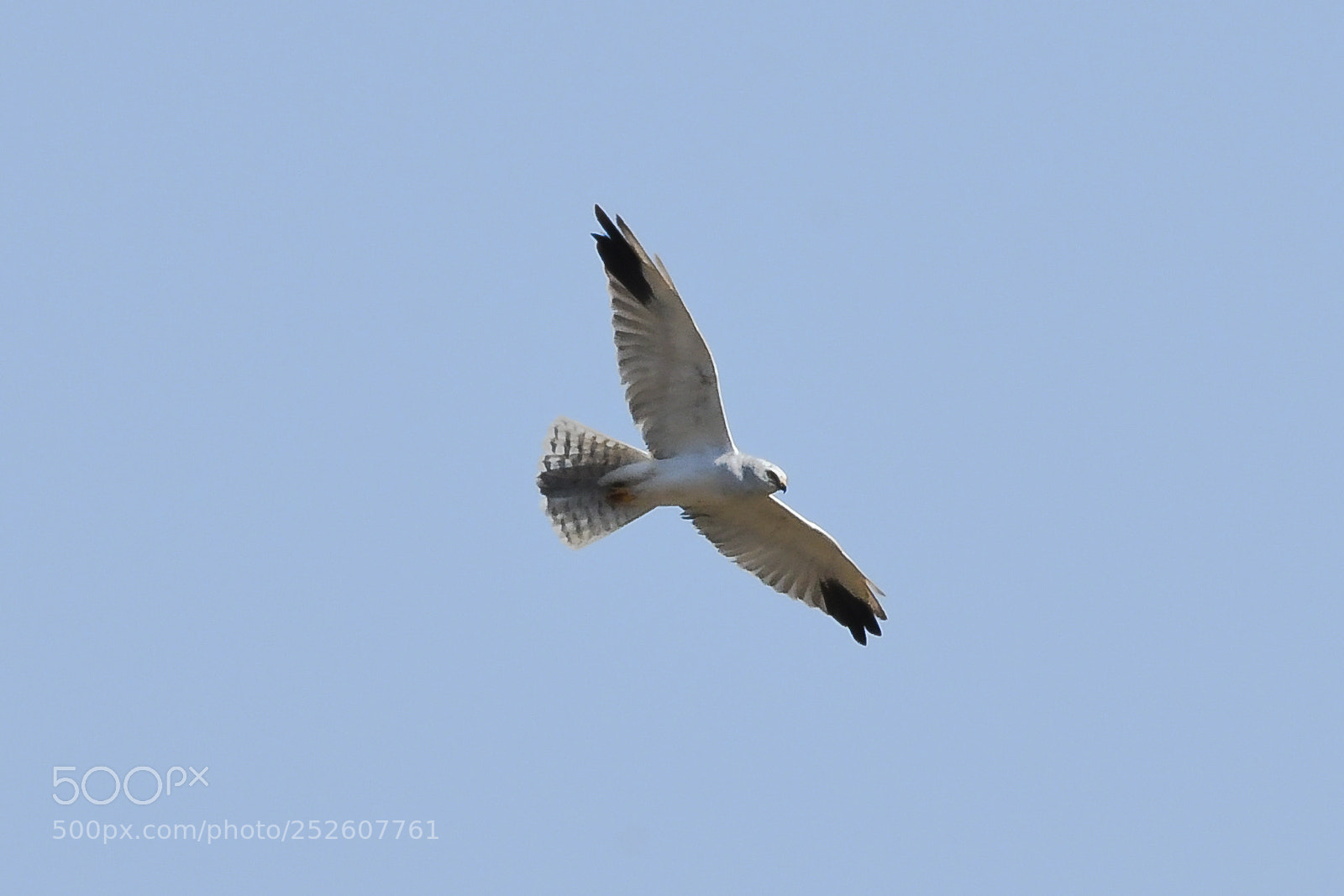 Nikon D500 sample photo. Pallid harrier (circus macrourus) photography
