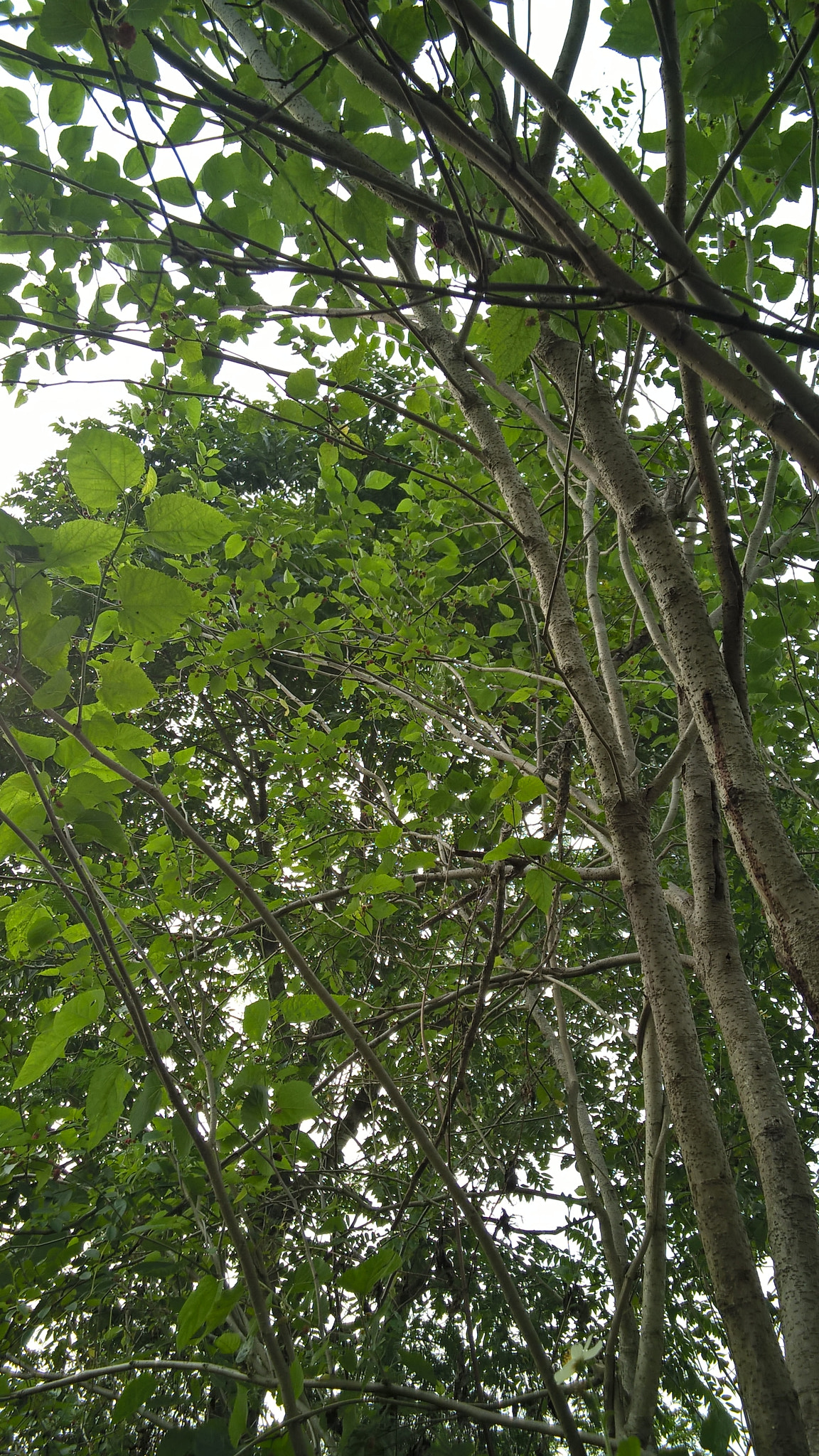 Nokia RM-984 sample photo. 14.jpg photography