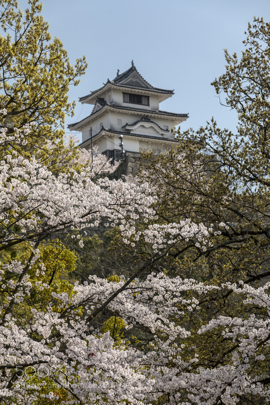 Canon EOS 5D Mark IV sample photo. 丸亀城　桜満開 photography