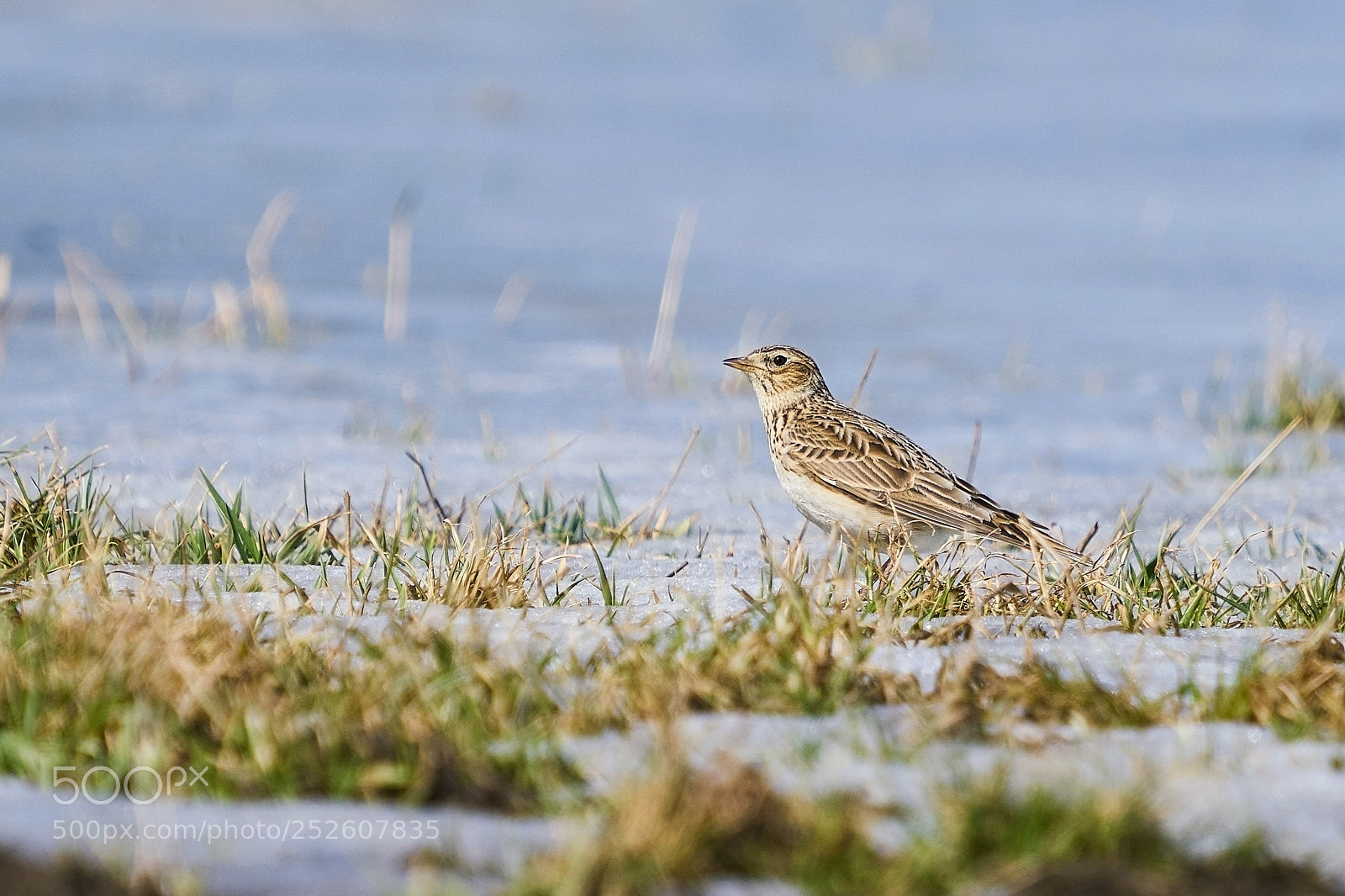 Sony a7R II sample photo. Skylark has landed photography