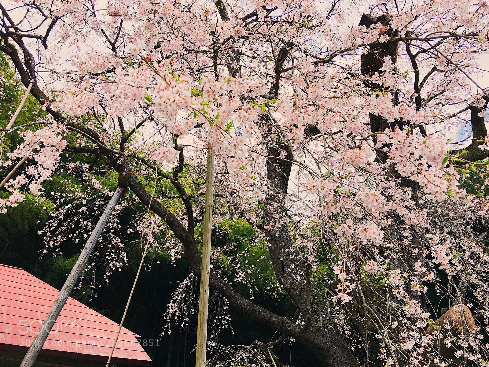 Apple iPhone 6s Plus sample photo. Ｓａｋｕｒａ photography
