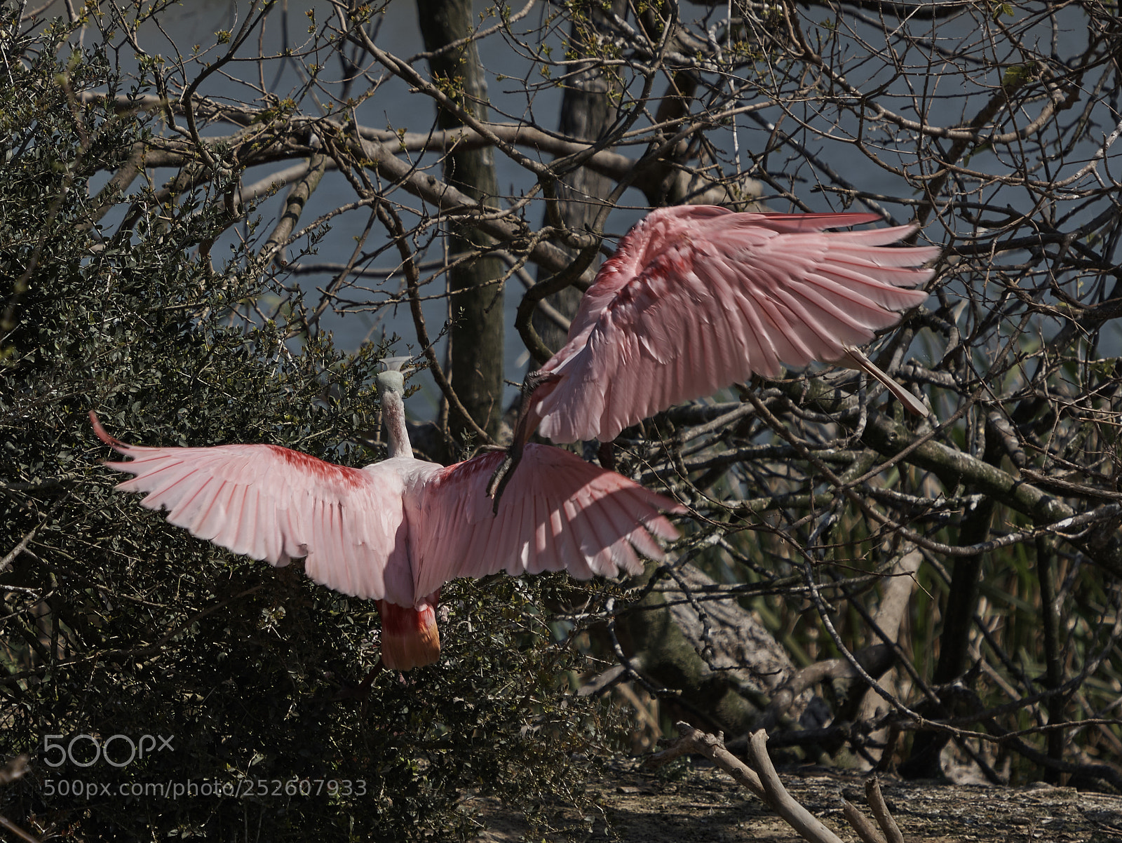 Sony a7R III sample photo. Fight or flight photography