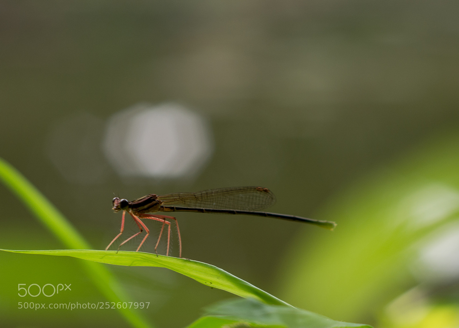 Nikon D5200 sample photo. Landing photography