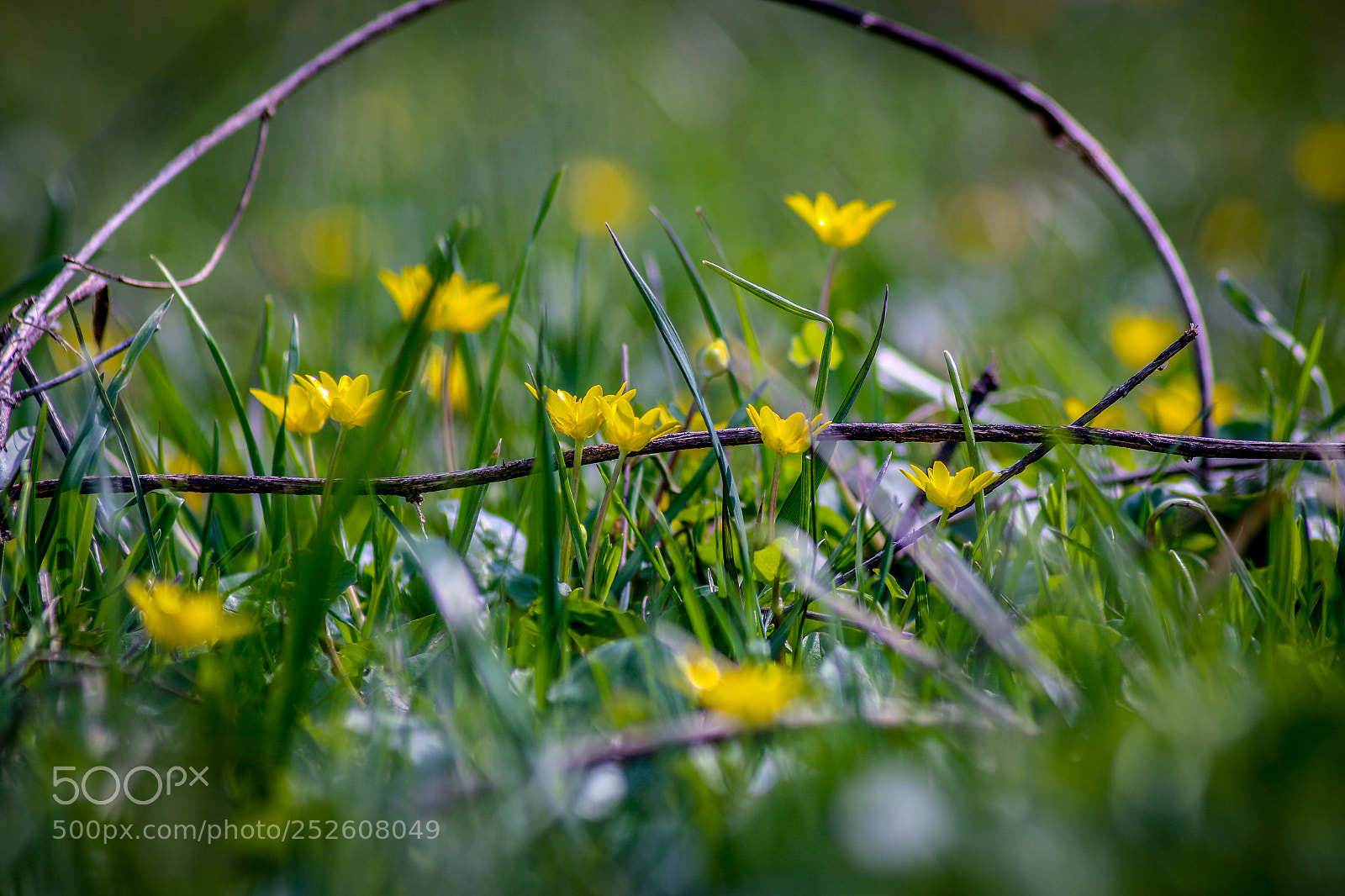 Canon EOS 70D sample photo. Primăvară photography