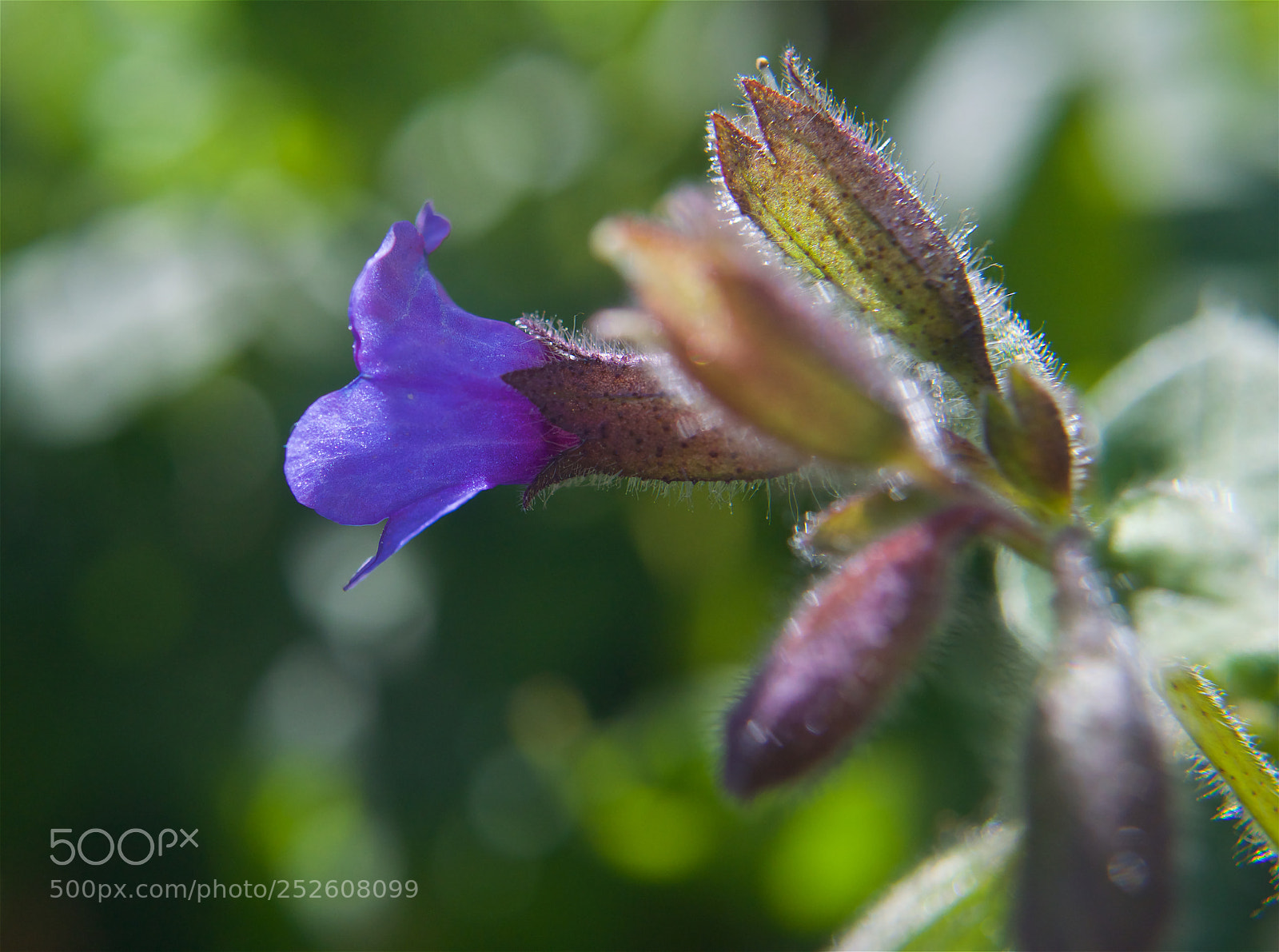 Nikon D5100 sample photo. Little purple flower photography