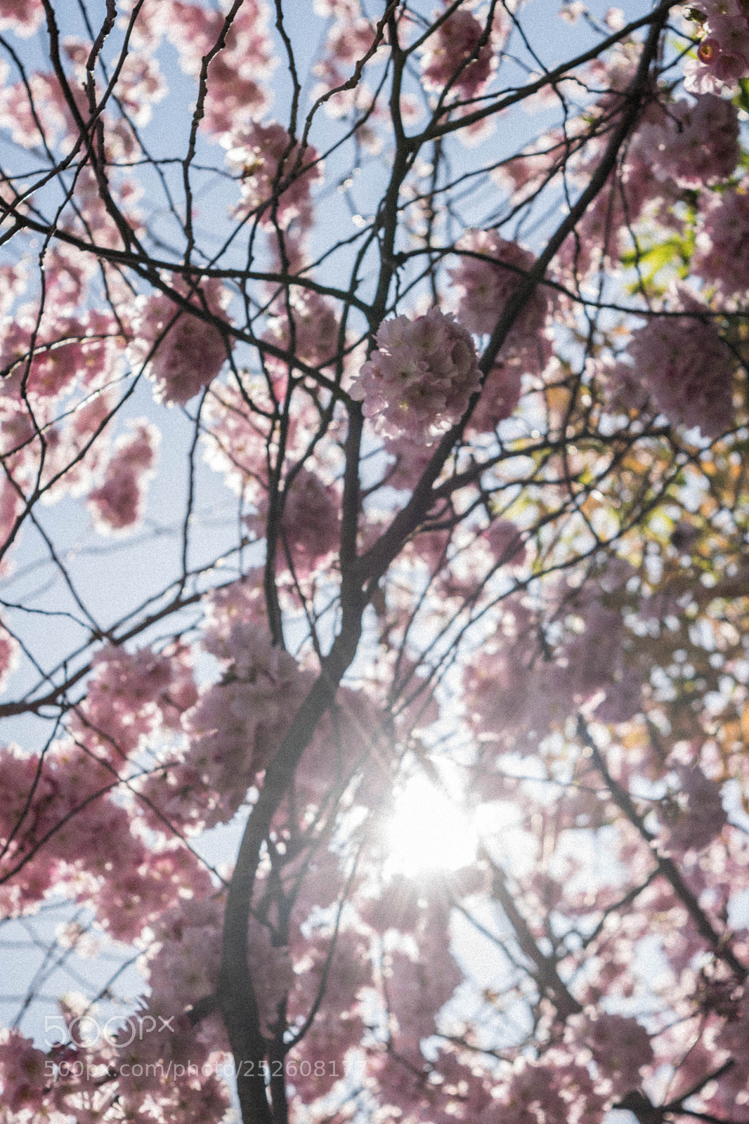 Nikon D3300 sample photo. Shape and flowers photography