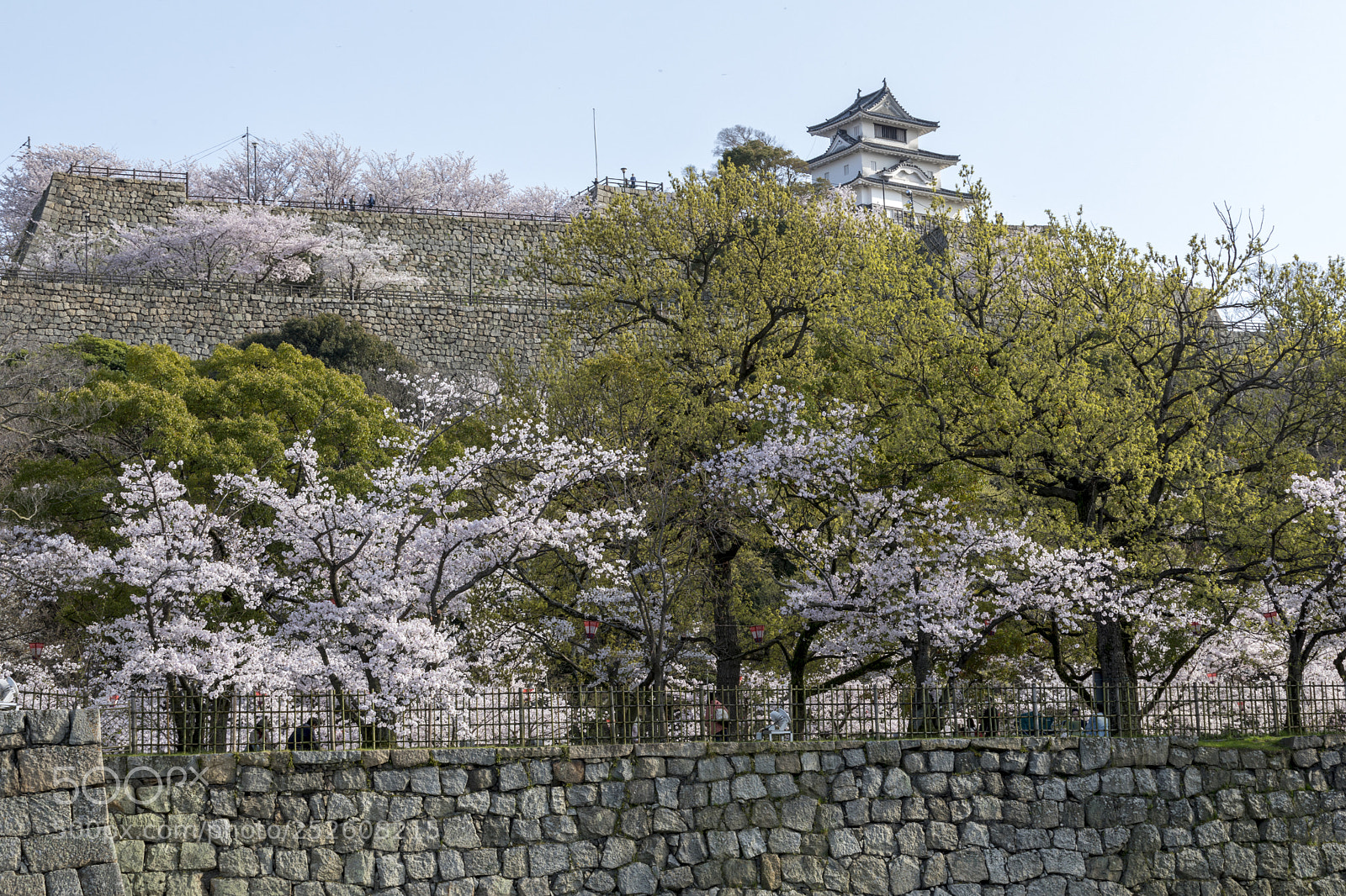 Canon EOS 5D Mark IV sample photo. 丸亀城　桜満開 photography