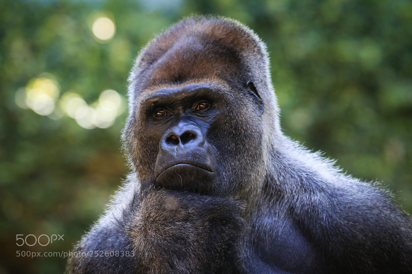 Canon EOS 7D sample photo. Thinking gorilla photography