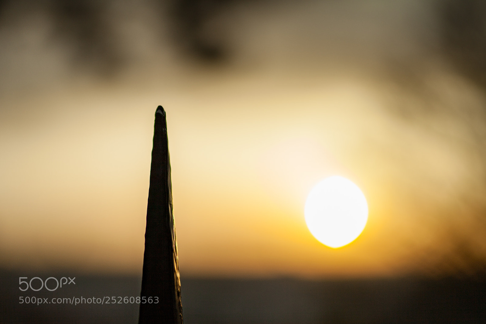 Canon EOS 5D Mark II sample photo. Bilboquet photography