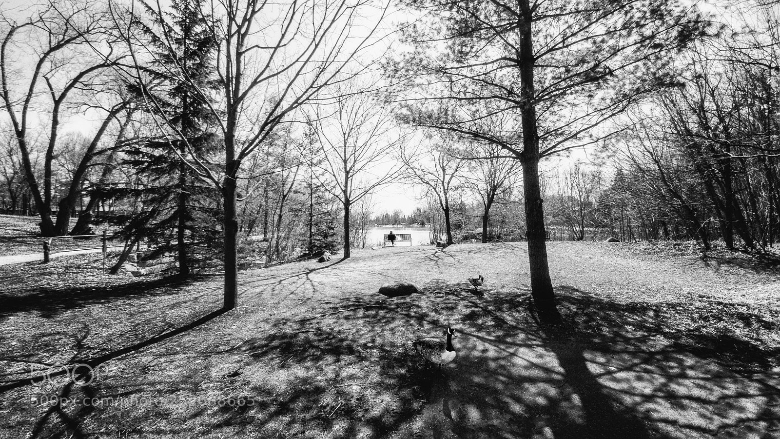LG G5 sample photo. Mill pond park photography