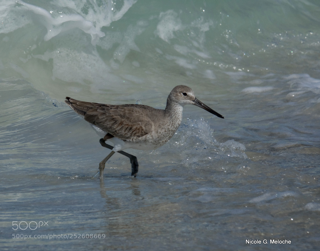 Sony Cyber-shot DSC-RX10 III sample photo. Sandpiper - chevalier photography