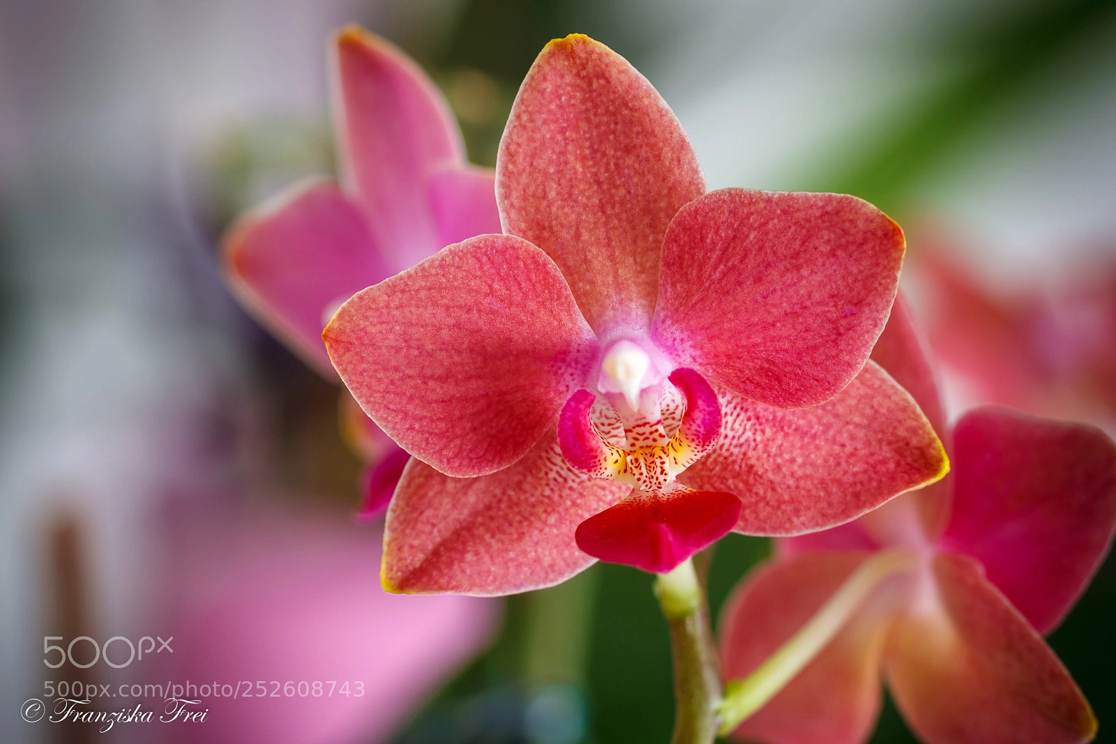 Canon EOS 50D sample photo. Little orchid photography