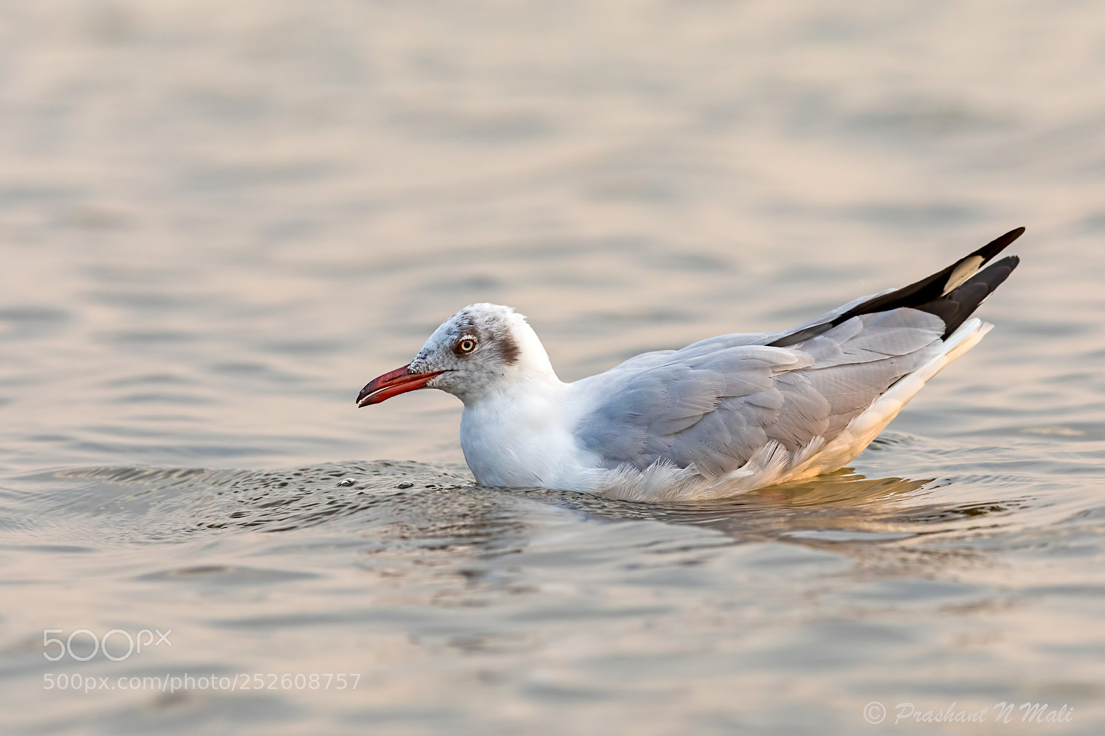 Canon EOS 5D Mark IV sample photo. Brown-headed gull (juv) photography